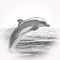 Delfin